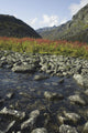 Scenic View Of Fireweed And A Small Shallow River Wall Mural
