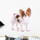 Dog of Breed Papillon Wall Decal
