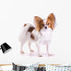 Dog of Breed Papillon Wall Decal