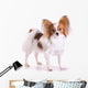 Dog of Breed Papillon Wall Decal