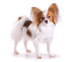 Dog of Breed Papillon Wall Decal