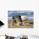 Bobtail Walking Beach Holiday