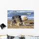 Bobtail Walking Beach Holiday