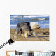 Bobtail Walking Beach Holiday