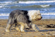 Bobtail Walking Beach Holiday