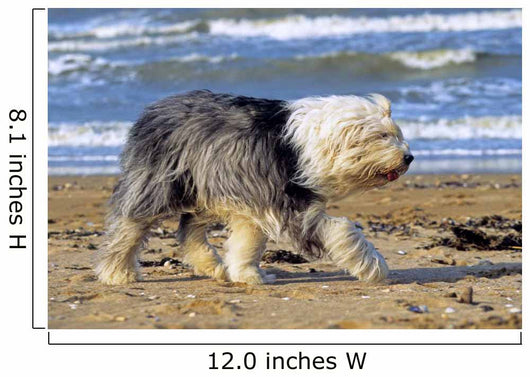 Bobtail Walking Beach Holiday