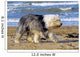 Bobtail Walking Beach Holiday