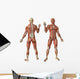 Human Muscles Anatomy