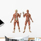 Human Muscles Anatomy