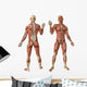 Human Muscles Anatomy