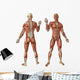 Human Muscles Anatomy