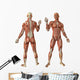 Human Muscles Anatomy