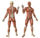 Human Muscles Anatomy