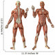Human Muscles Anatomy
