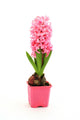 Pink flower Wall Decal