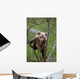 Young Grizzly Bear Cub Climbing Wall Mural