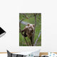 Young Grizzly Bear Cub Climbing Wall Mural