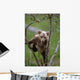 Young Grizzly Bear Cub Climbing Wall Mural