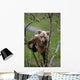 Young Grizzly Bear Cub Climbing Wall Mural