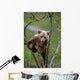 Young Grizzly Bear Cub Climbing Wall Mural