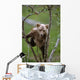 Young Grizzly Bear Cub Climbing Wall Mural