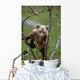 Young Grizzly Bear Cub Climbing Wall Mural