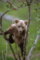 Young Grizzly Bear Cub Climbing Wall Mural