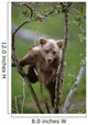 Young Grizzly Bear Cub Climbing Wall Mural