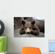 Grizzly Bear Cub Laying Wall Mural