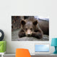 Grizzly Bear Cub Laying Wall Mural