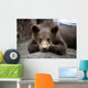 Grizzly Bear Cub Laying Wall Mural