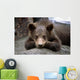 Grizzly Bear Cub Laying Wall Mural
