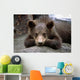 Grizzly Bear Cub Laying Wall Mural
