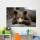 Grizzly Bear Cub Laying Wall Mural