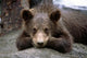 Grizzly Bear Cub Laying Wall Mural