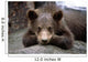Grizzly Bear Cub Laying Wall Mural