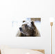 Grizzly Bear Standing With Face Covered In Snow Wall Mural
