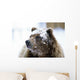 Grizzly Bear Standing With Face Covered In Snow Wall Mural
