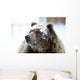 Grizzly Bear Standing With Face Covered In Snow Wall Mural