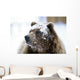 Grizzly Bear Standing With Face Covered In Snow Wall Mural