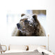 Grizzly Bear Standing With Face Covered In Snow Wall Mural