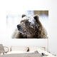 Grizzly Bear Standing With Face Covered In Snow Wall Mural
