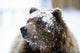 Grizzly Bear Standing With Face Covered In Snow Wall Mural