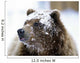 Grizzly Bear Standing With Face Covered In Snow Wall Mural