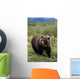 Captive Grizzly Bear At The Alaska Wildlife Conservation Center Alaska Wall Mural