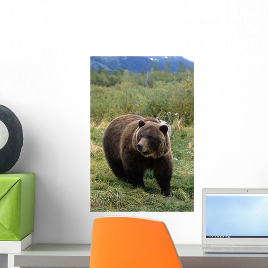 Captive Grizzly Bear At The Alaska Wildlife Conservation Center Alaska Wall Mural