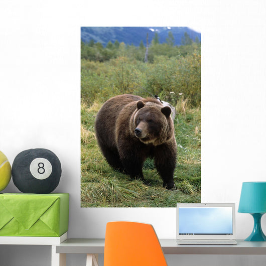 Captive Grizzly Bear At The Alaska Wildlife Conservation Center Alaska Wall Mural