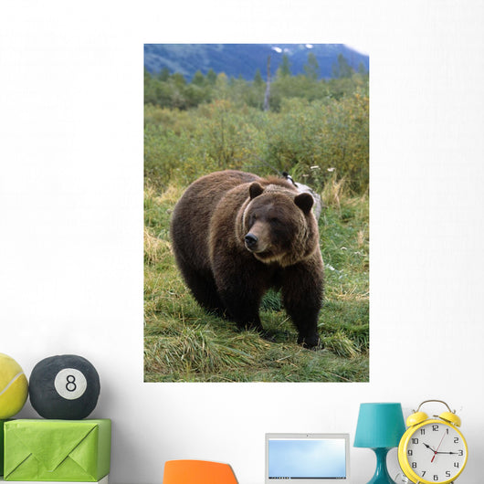Captive Grizzly Bear At The Alaska Wildlife Conservation Center Alaska Wall Mural