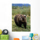 Captive Grizzly Bear At The Alaska Wildlife Conservation Center Alaska Wall Mural