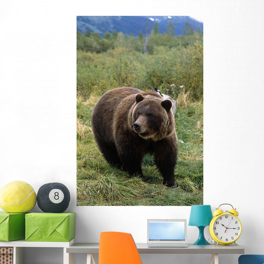 Captive Grizzly Bear At The Alaska Wildlife Conservation Center Alaska Wall Mural